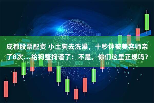 成都股票配资 小土狗去洗澡,十秒钟被美容师亲了8次…给狗整拘谨了:不是,你们这里正规吗?